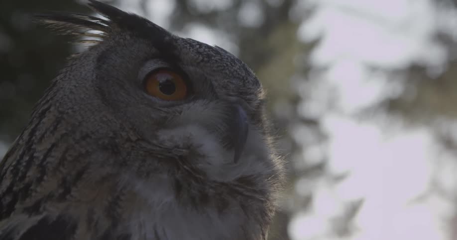 An orange eyed owl looks around