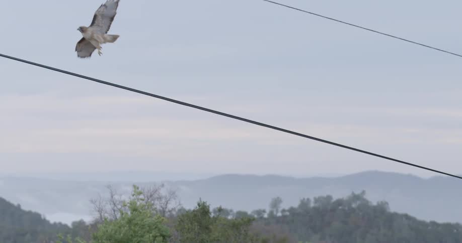 Hawk takes flight from a power line