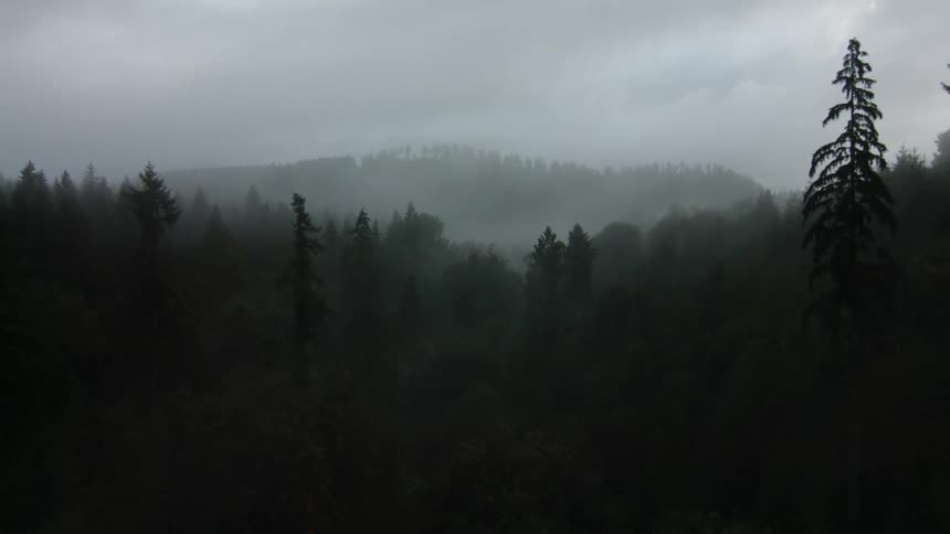 Fog and dark clouds hover over a forest during the day