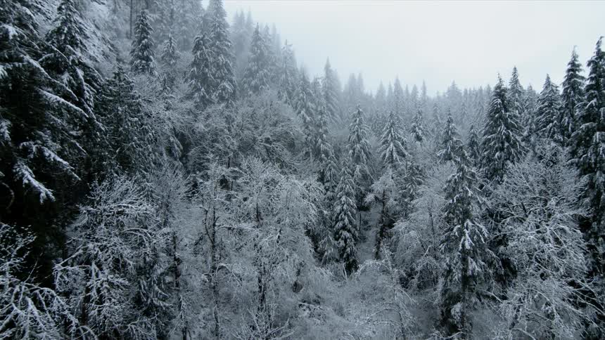 Snow covered trees stand tall in the forest