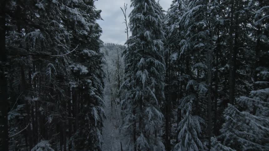 Snow covered trees sit in the forest under a cloudy sky