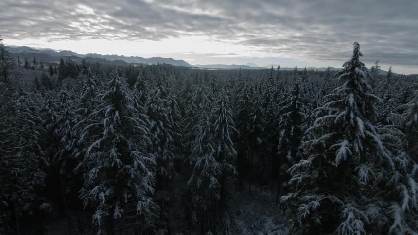 A forest of trees is being filmed by a drone