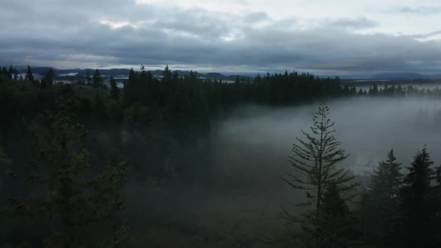 A drone is flying through trees