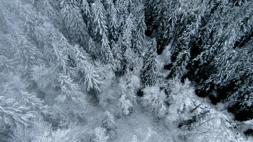 A drone flies over snow covered pine trees