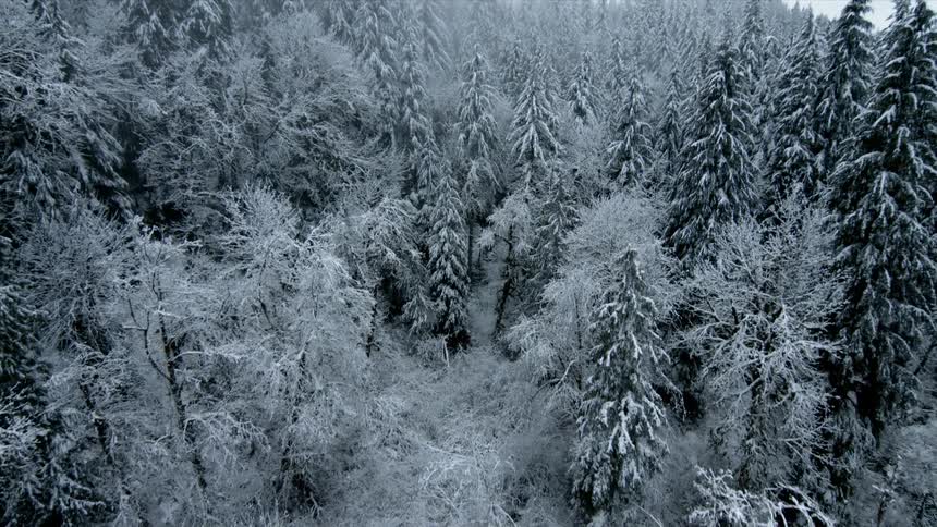 Frost and snow covers the ground and trees