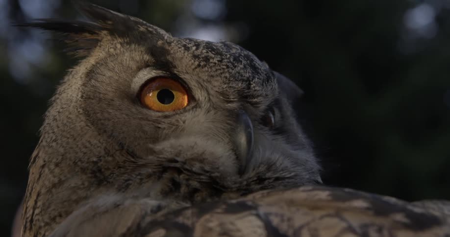 An owl stares intently as it perches during the day