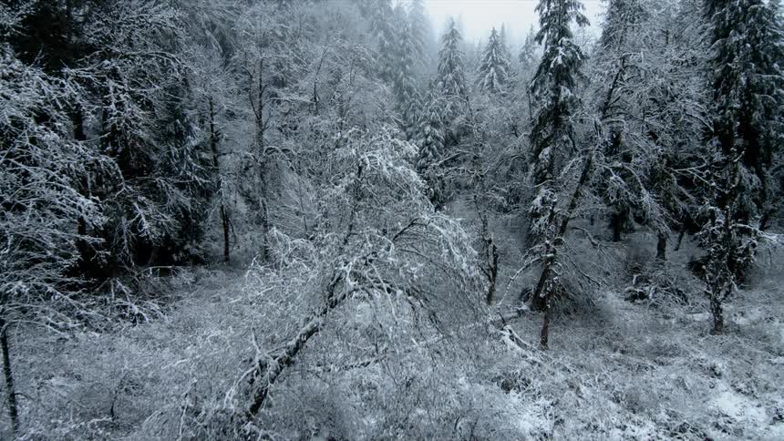 Frost and snow cover a forest in winter