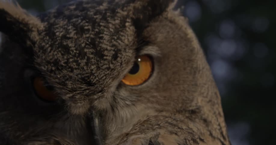 Brown owl tilts its head
