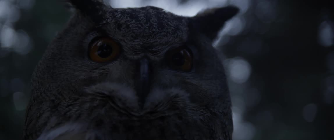 An owl is being filmed close up