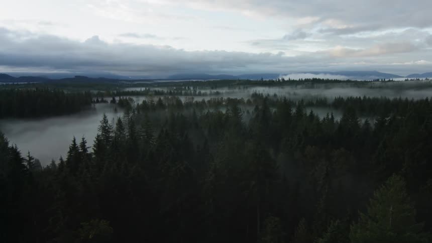 A forest of trees sits under a cloudy sky