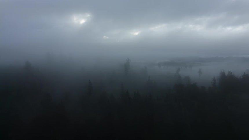 A drone flies over a foggy forest