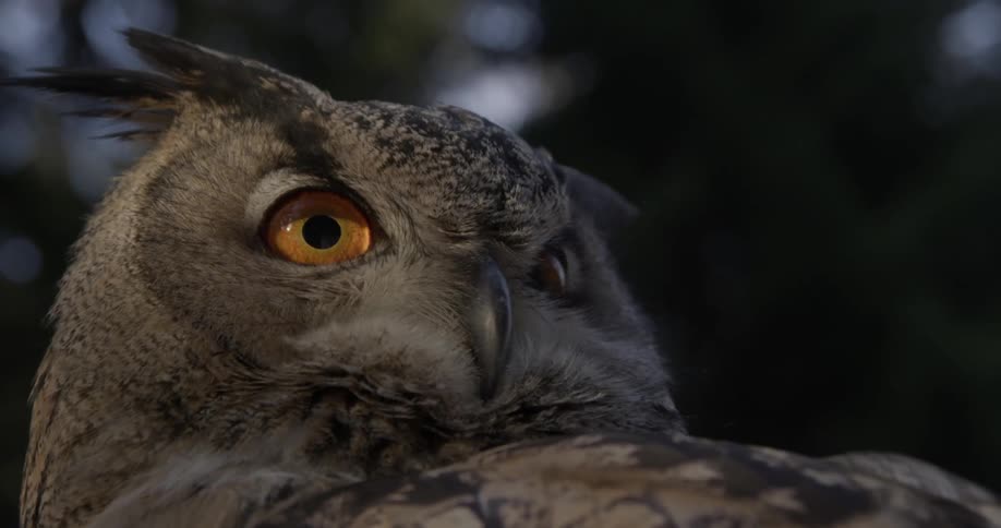 An owl moves it head to watch something