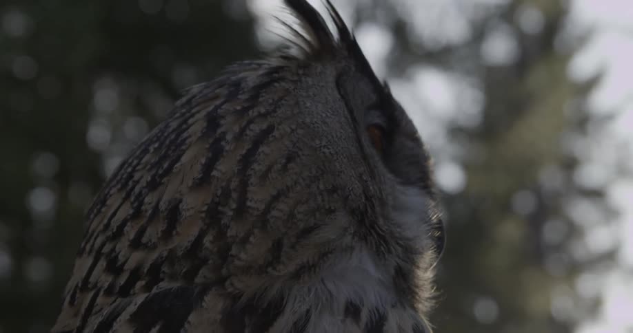 An orange eyed owl looks around a forest