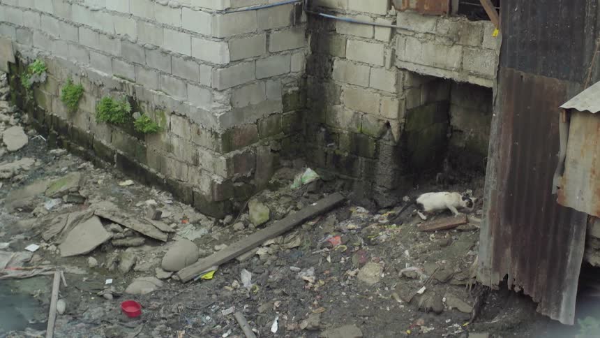 A cat is sniffing around in the debris at the base of a building