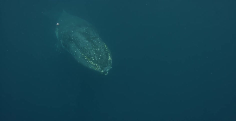 Giant whales are swimming in the ocean