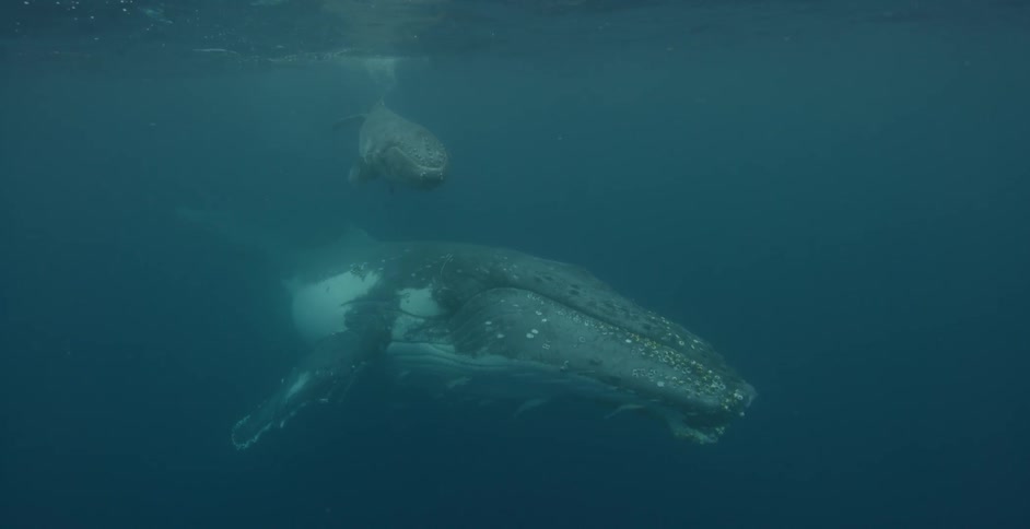 Whales swimming near the surface