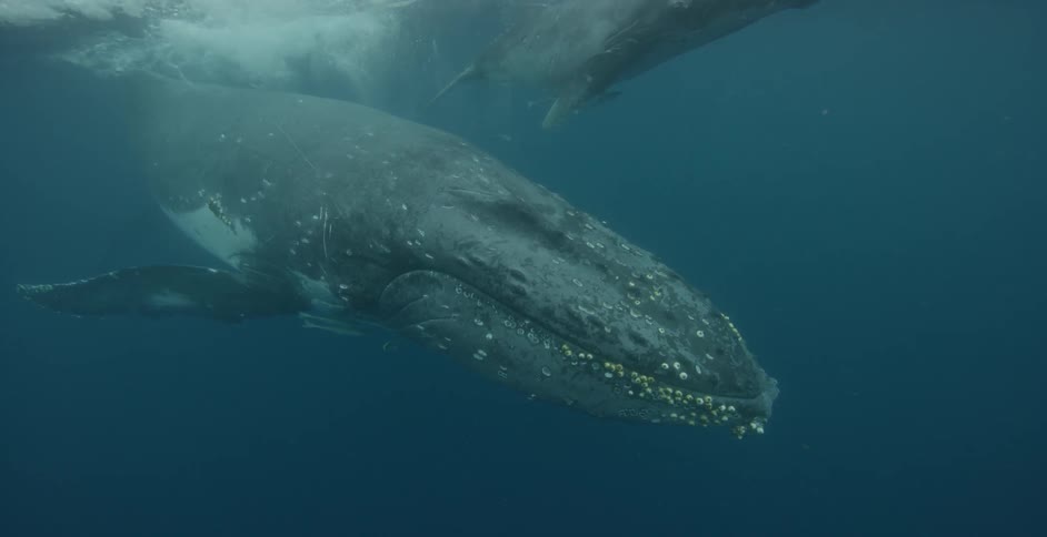 Whales swim under the water's surface