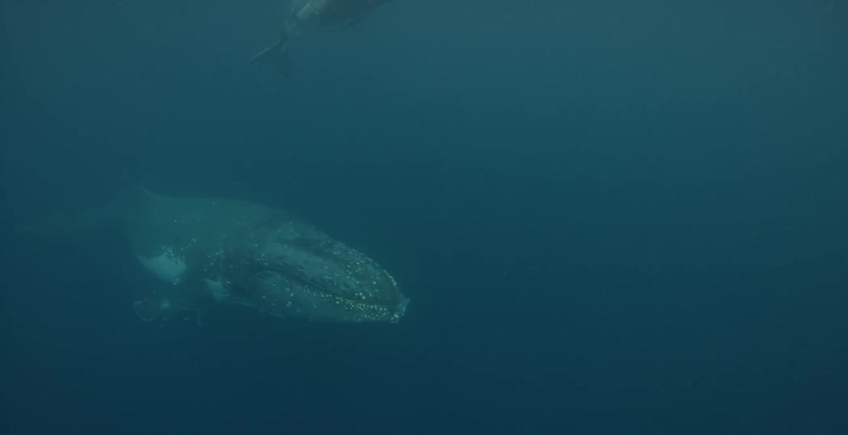 Two whales swim in the ocean
