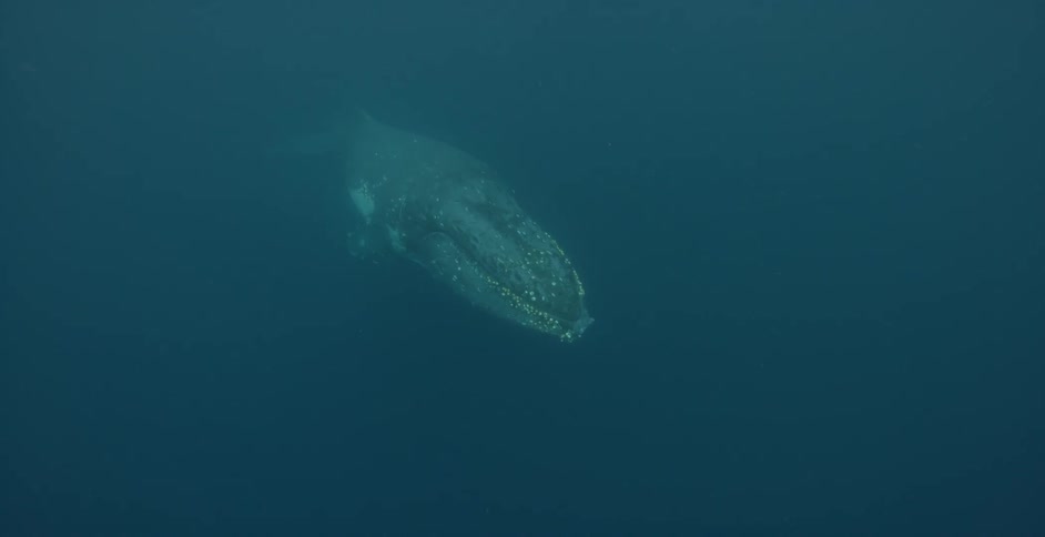 A whale swims in dark water