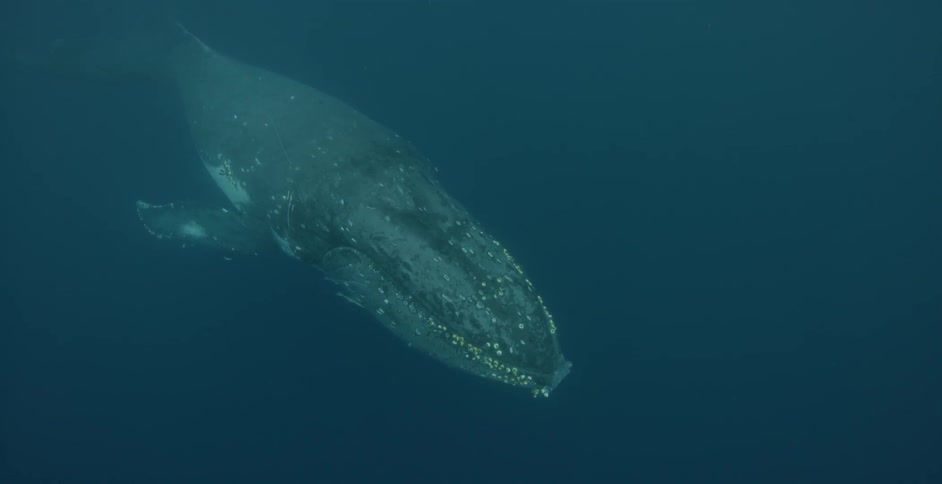 A whale is floating in the ocean