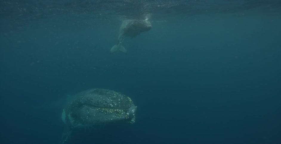 A whale and her calf are swimming in the ocean during the day