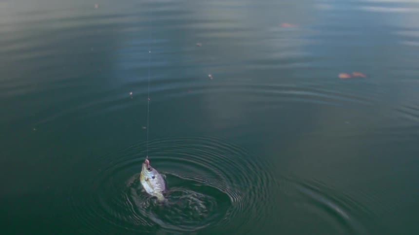 A fish is caught on a line