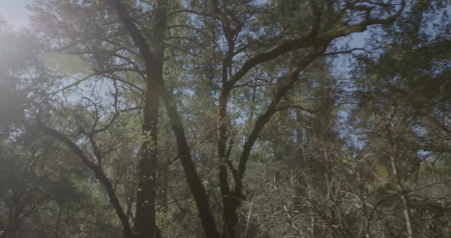 Trees on a sunny day