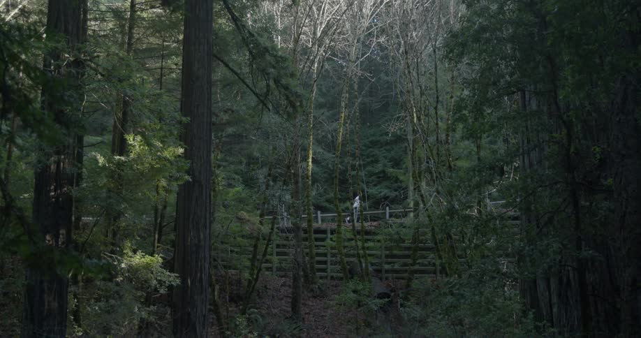 A person jogging through a wooded area