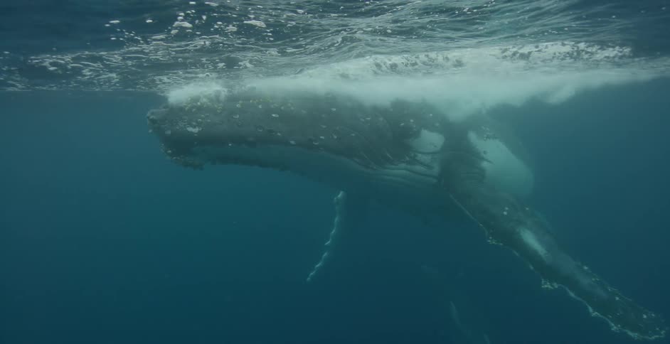 A whale swims near the surface of the water