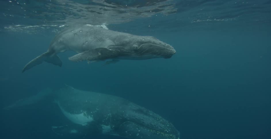Two large whales are swimming through the ocean