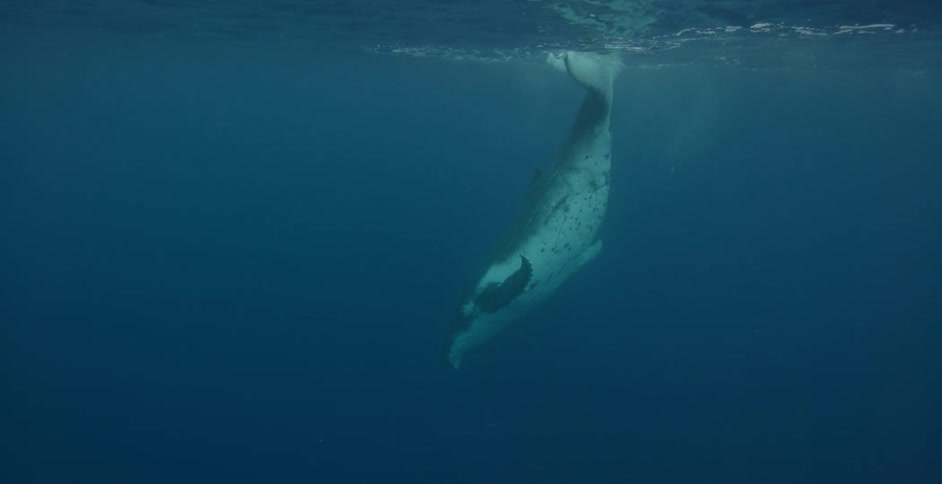 A whale dives and surfaces as it plays in the ocean