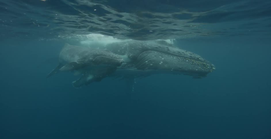 Two whales floating underwater near the surface