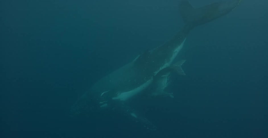A whale and a baby whale are swimming next to each other