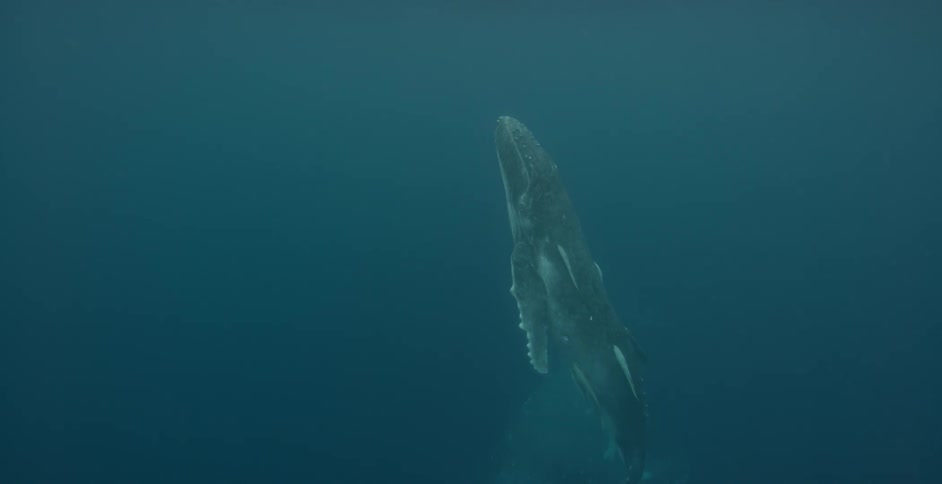Whales are swimming in the ocean