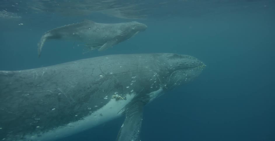 Two whales swimming near the surface