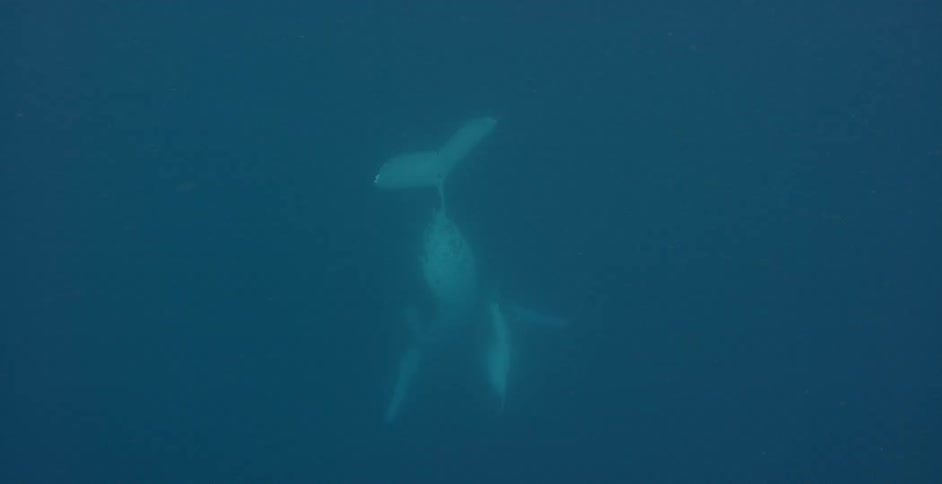 Two whales swim in the ocean