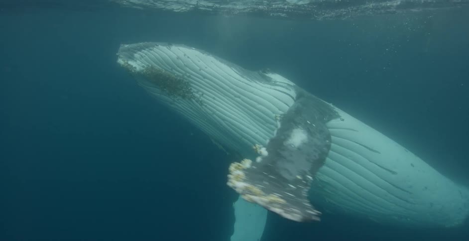 A whale turns and spins while swimming