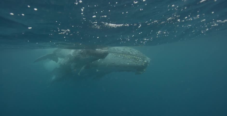 A whale and her calf are swimming in the ocean during the day