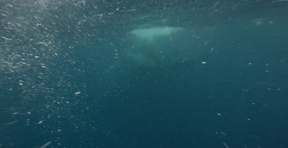 Dolphin swims under water