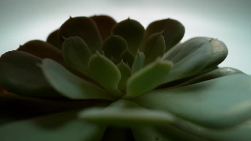 Green plant with a thorn in each leaf