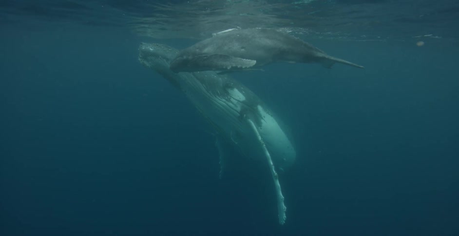Two whales swim in the ocean