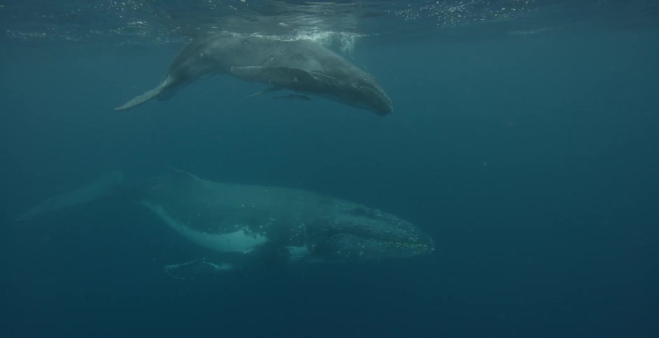 A whale and her calf are swimming in the ocean during the day