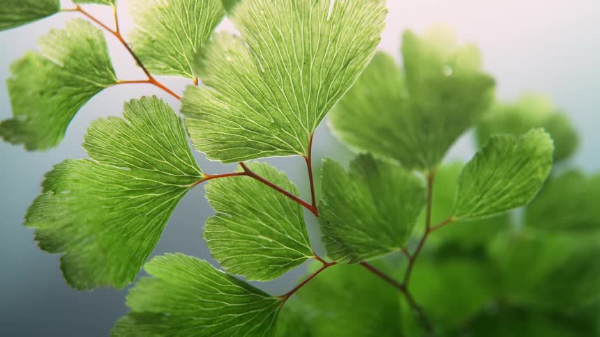The green leaves of the plant move slowly under the light