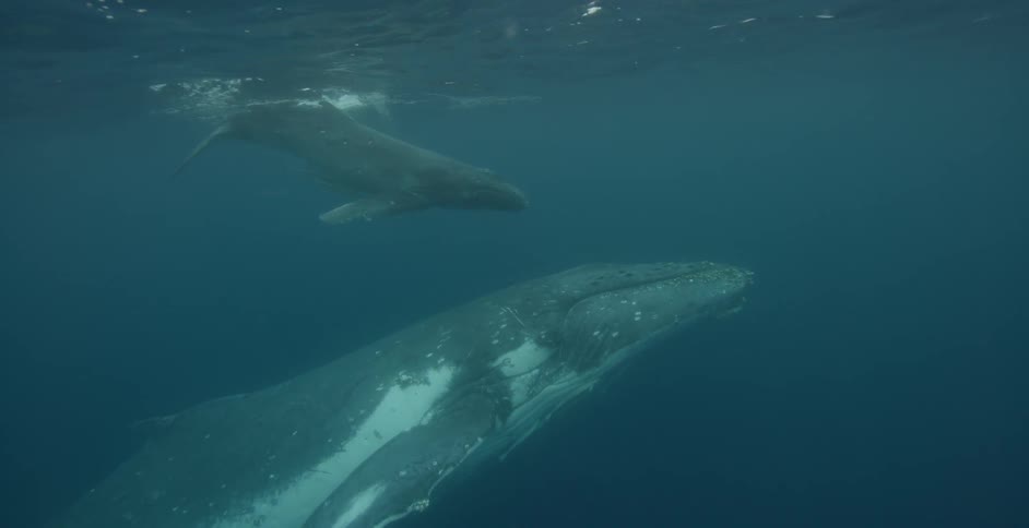 Two whales are swimming through the ocean