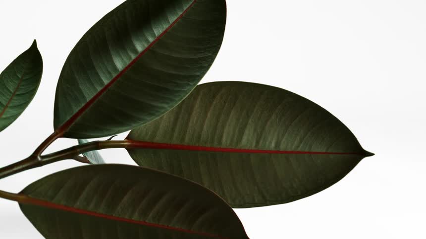 Several green leaves extend from a branch