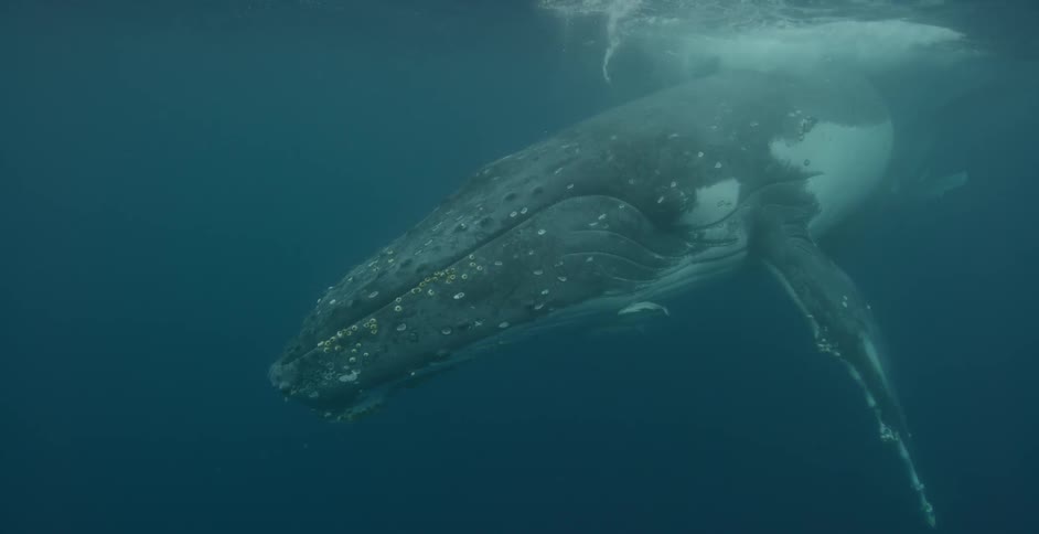 A whale and her calf are swimming in the ocean during the day