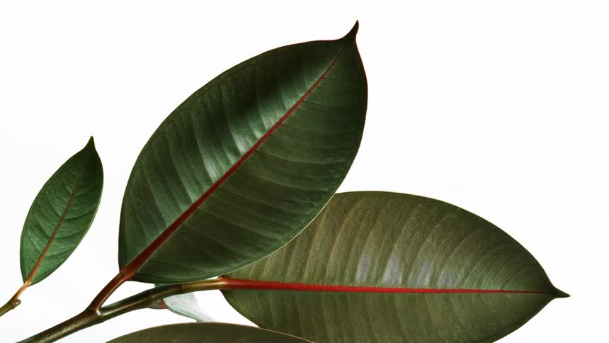 A plant with green leaves growing on red brown stems
