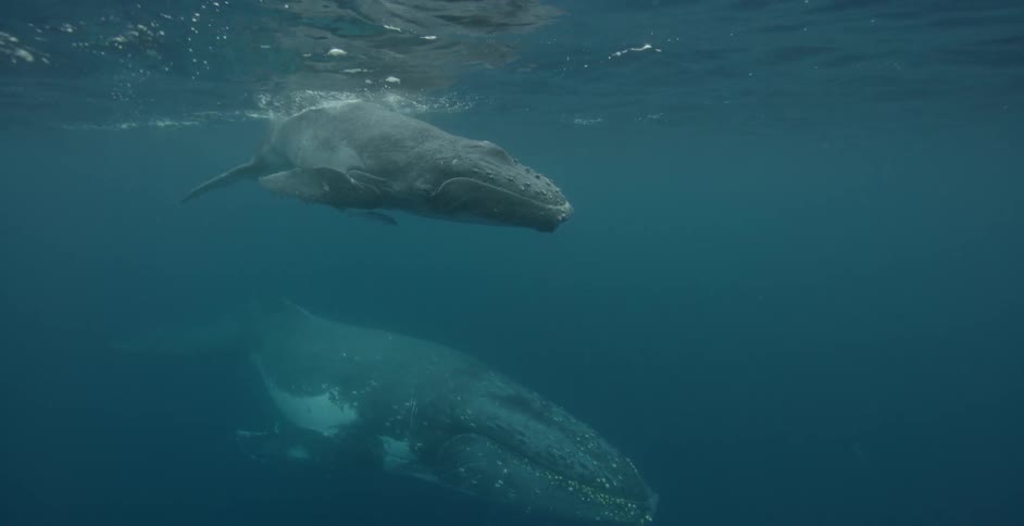 Two whales swim just below the surface