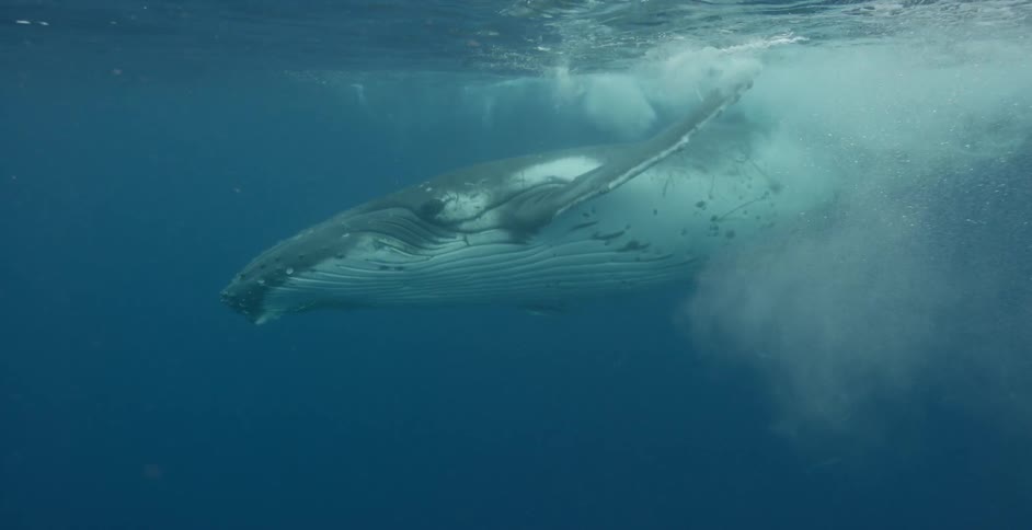 A whale is swimming in the ocean