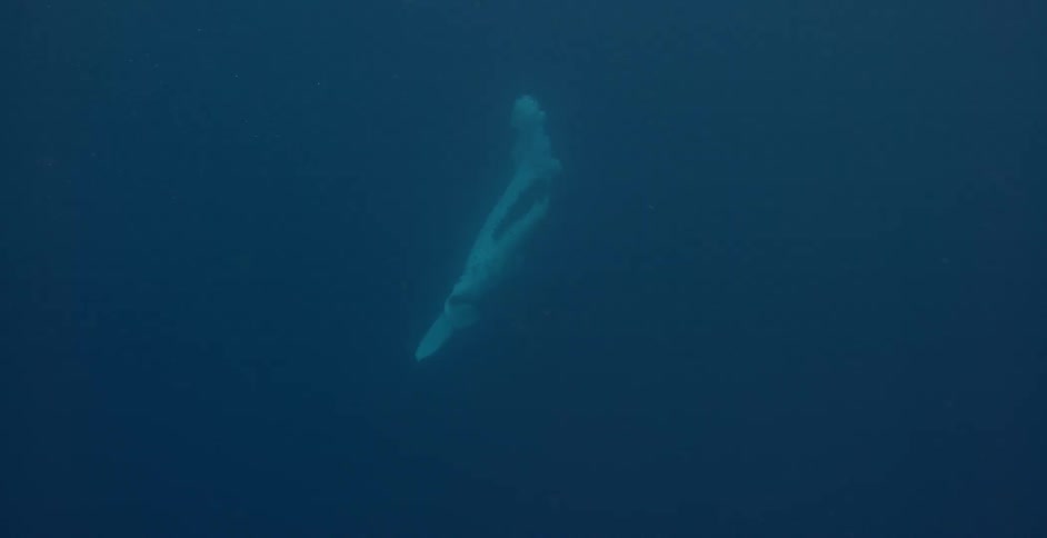 A whale swims in the water